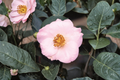 Autumn Mist Camellia sasanqua - Fall Blooming 1 Gallon Live Plant