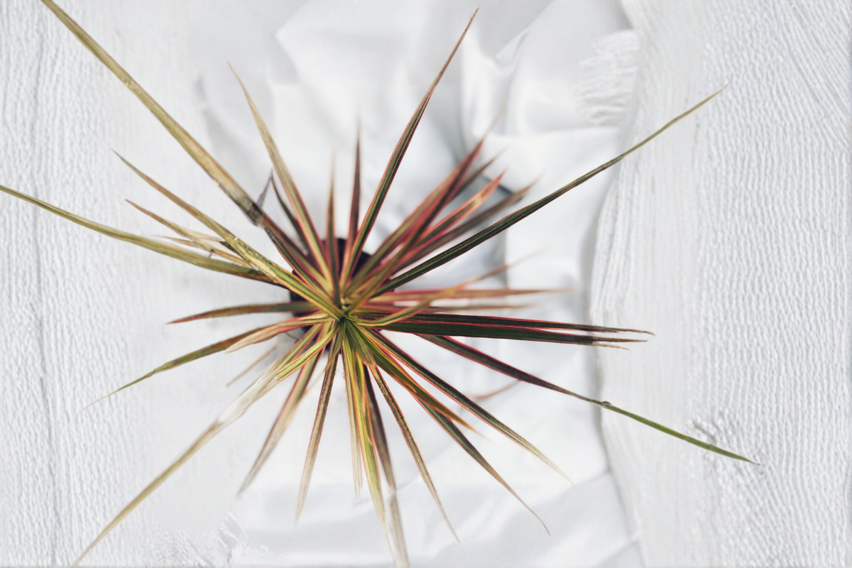 Dragon Tree Dracaena marginata Live Plant - 1 Ft Tall, Rooted, Shipped Without Pot