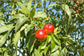 Sun Gold Nectarine Tree 4-6 ft Live Plant – Self-Fertile, Sun-Grown Fruit