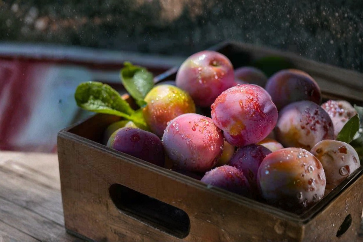 Methley Plum Tree - Live Prunus salicina Methley | Grafted, Ready to Plant