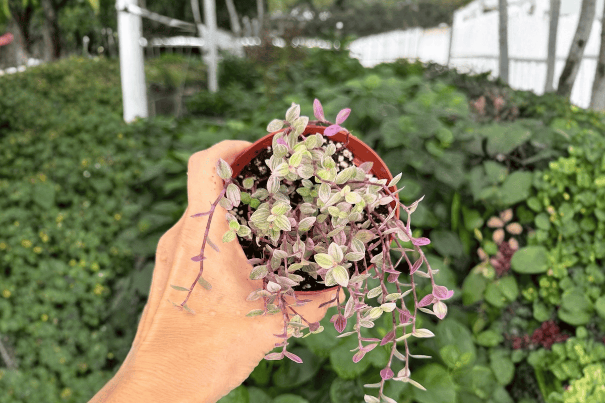 Tradescantia Pink Panther - 2 Live Plants in 4-Inch Pots