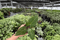 Anthurium Legend x Blue Xone - 2 Live Plants in 4-Inch Pots