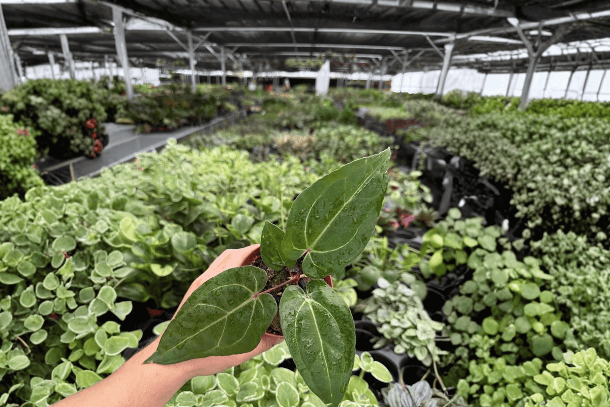 Anthurium Legend x Blue Xone - 2 Live Plants in 4-Inch Pots