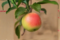 Jumbo Apple Tree Seeds - Open Pollinated Malus domestica, 10 Seeds for Backyard Orchard