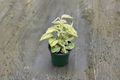 Scindapsus Marble Queen Satin Pothos Live Plant | 4 Inch Pot