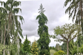 Weeping Nordmann Fir Live Plant - 1 Gallon Pot, ~12 Inches Tall (Abies nordmanniana ‘Pendula’)