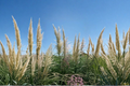 White Pampas Grass Plant 1 Gal - Cortaderia selloana Live Ornamental Grass