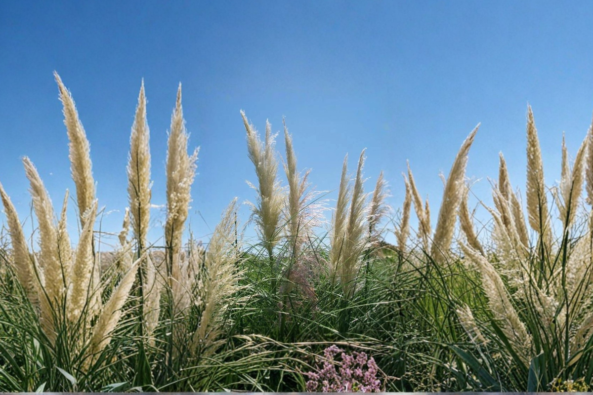 White Pampas Grass Plant 1 Gal - Cortaderia selloana Live Ornamental Grass