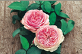 Pink English Rose Seeds - 30 Seed Pack, Fragrant Flowering Shrub for Outdoor Gardens