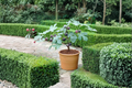 Celeste Fig Cutting - Fresh Propagation Cutting (One Cutting) Ficus carica