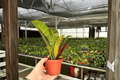 Croton Petra 2 Live Plants in 4-Inch Pots | Codiaeum variegatum ‘Petra’