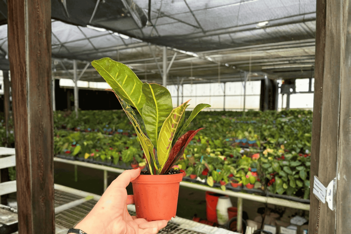 Croton Petra 2 Live Plants in 4-Inch Pots | Codiaeum variegatum ‘Petra’