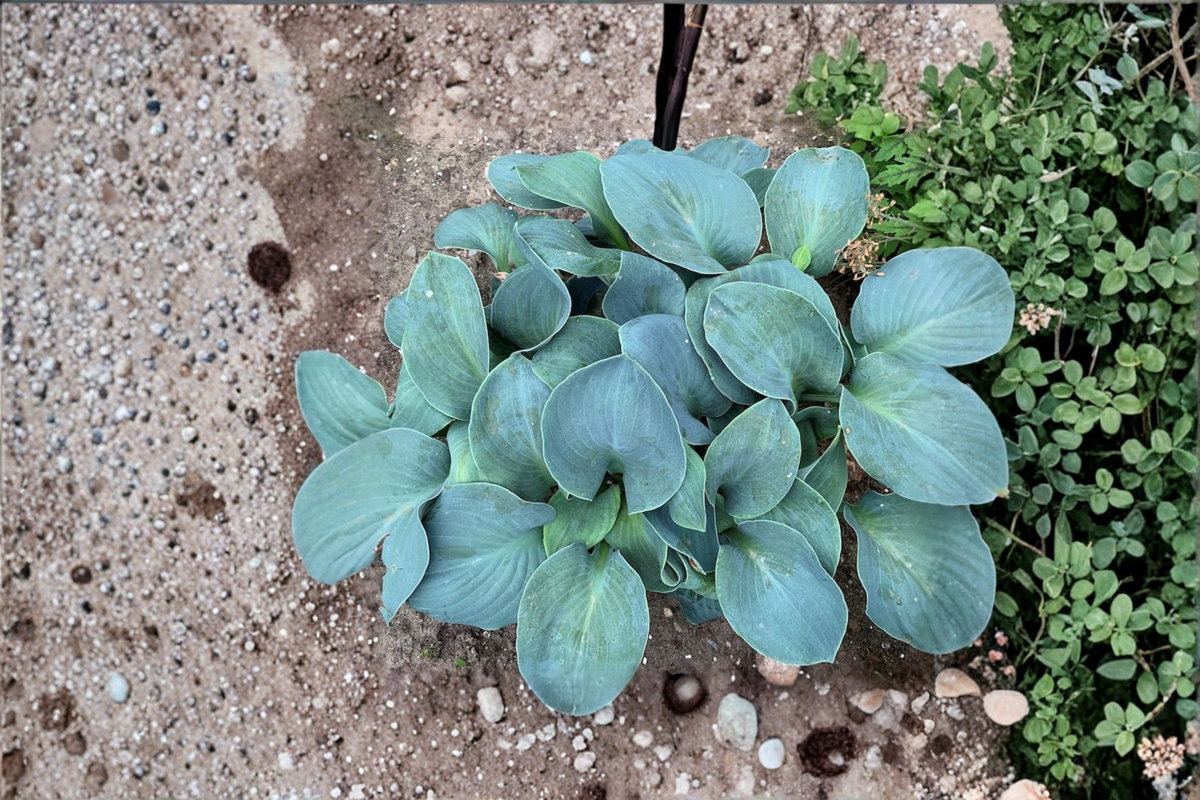 Silver Bullet Hosta - 3-Inch Pot Starter Plant (Green with White Center) Shade Perennial