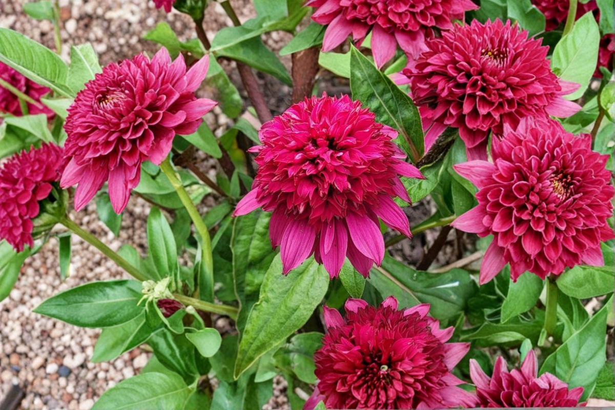 Double Scoop Raspberry Deluxe Coneflower - 3 Rooted Starter Plants in 1 Qt Pots