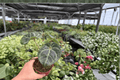 Anthurium Silver x Red Gunsal Live Plant Pair - 4-Inch Pots