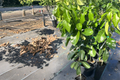Pomelo Grapefruit Tree grafted live plant ~3 ft tall, White fruit