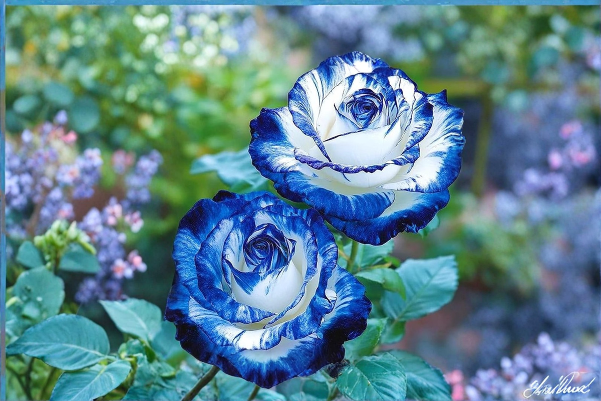 Blue and White English Rose Seeds - 30 Seeds for Outdoor Planting