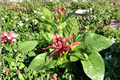 Carolina Allspice Live Plant Calycanthus floridus 2-Gallon Pot