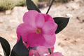 Japanese Camellia Afternoons Delight - 3 Gallon Live Plant (Camellia japonica) Pink Blooms