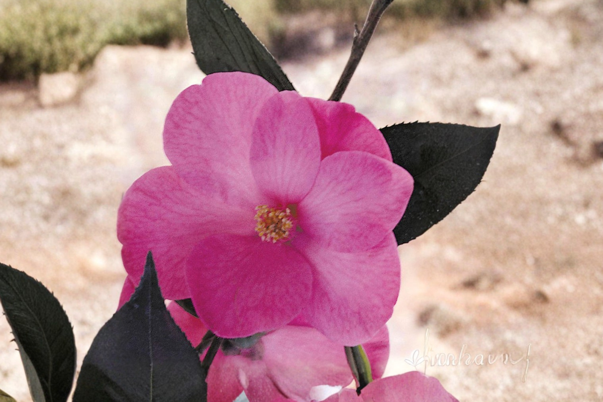 Japanese Camellia Afternoons Delight - 3 Gallon Live Plant (Camellia japonica) Pink Blooms