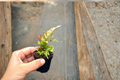 Fern Starter Live Plant - Rooted Maidenhair/Blue Oil/Autumn Fern in 2-Inch Pot