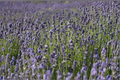Lavender Live Plant Lavandula angustifolia Rooted Plant, 4-Inch Pot, Shipped Without Pot