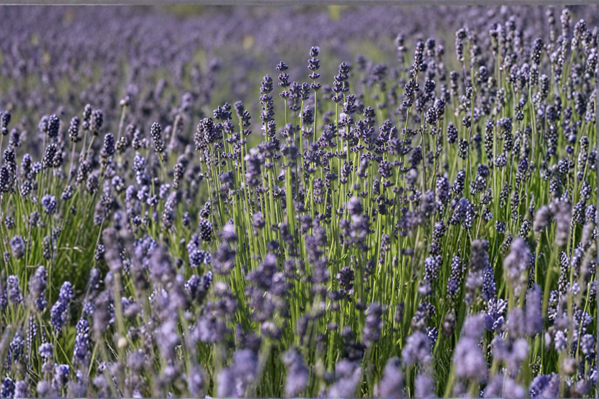 Lavender Live Plant Lavandula angustifolia Rooted Plant, 4-Inch Pot, Shipped Without Pot