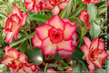 Desert Rose Seeds Adenium Obesum Mixed Color – 10 Seeds, Flowering Succulent