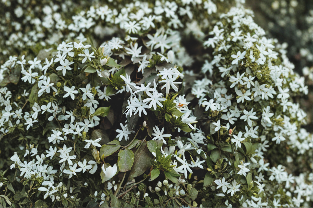Angel Wing Star Jasmine Live Plant - Jasminum nitidum, 4-Inch Pot, 10–14 Inches