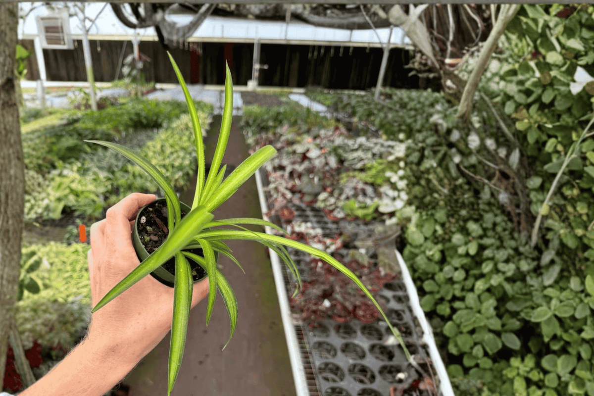 Hawaiian Spider Plant 2 Live Plants in 4-Inch Pots | Chlorophytum comosum
