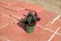 Jewel Orchid Ludisia discolor - 4-Inch Rooted Live Plant