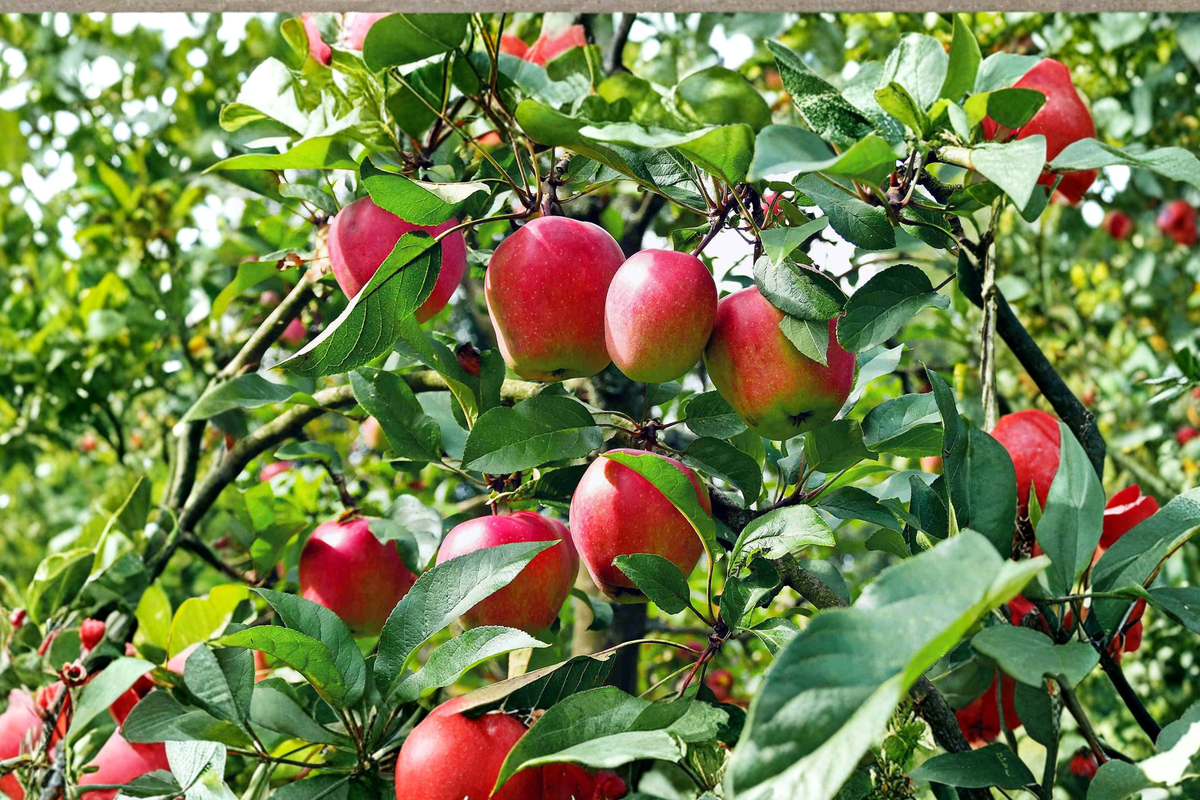 Anna Apple Tree - Self-Pollinating Tall Live Tree with Fertilizer | Ready to Plant