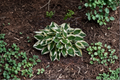 Patriot Hosta - 3-Inch Pot Starter Plant (Hosta ‘Patriot’), Shade Perennial
