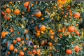 Varnia Sweet Orange Tree Grafted Live Citrus Plant - 3-4 Ft Tall