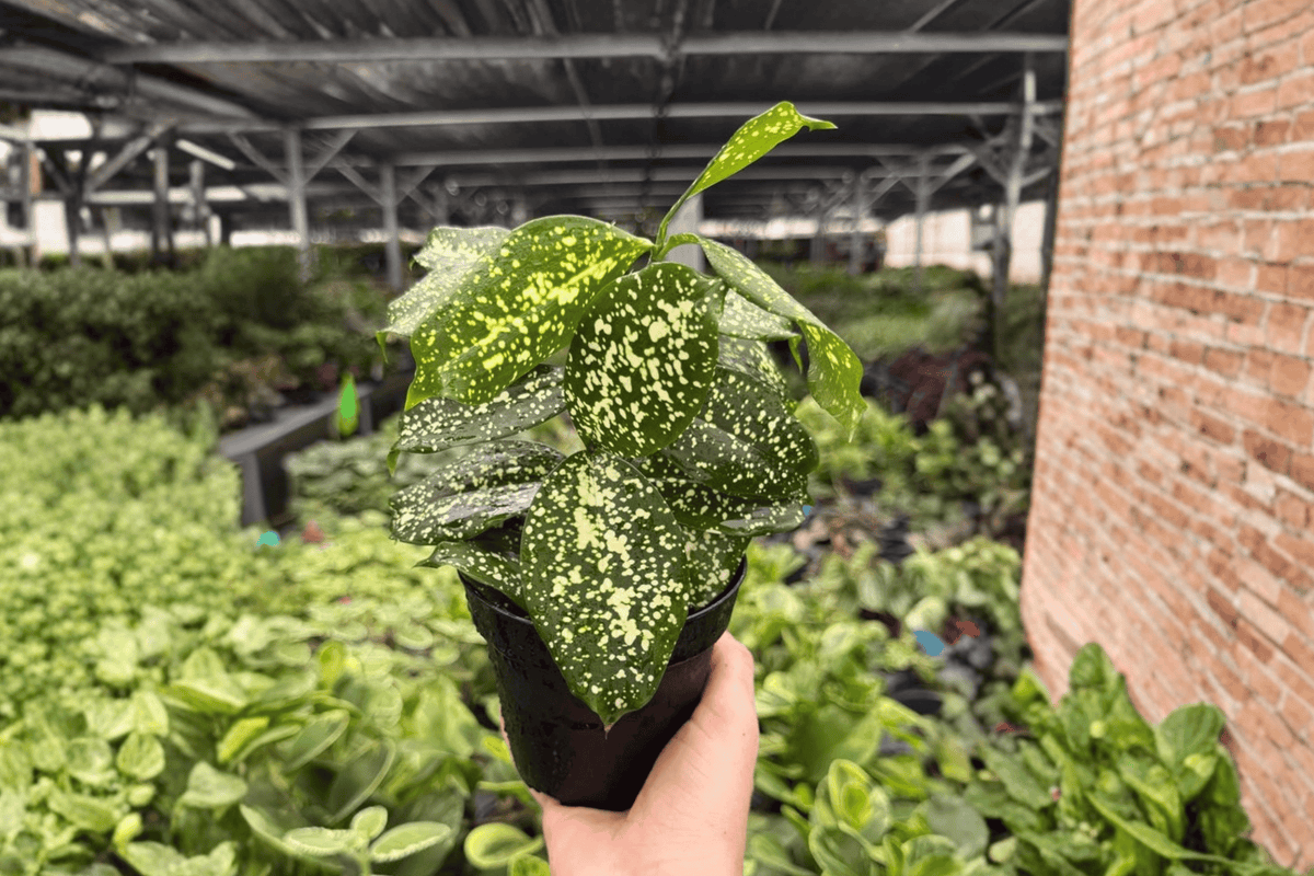 Dracaena Florida Beauty (Dracaena surculosa) 2 Live Plants in 4-Inch Pots – Exact Plants