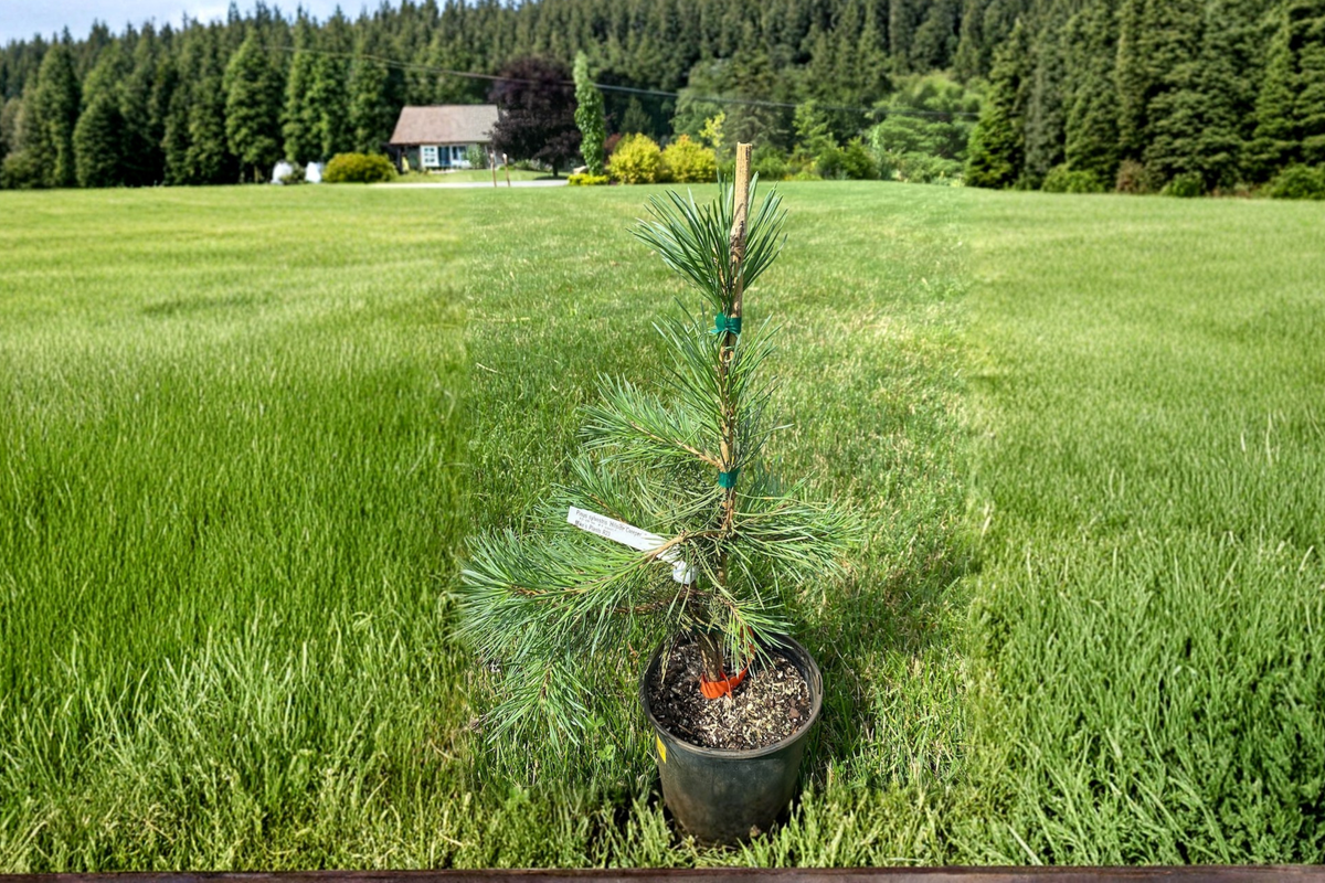 Oregon Green Austrian Pine (Pinus nigra 'Oregon Green') - 12 inch Live Plant in 1-Gallon Pot