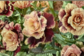English Chocolate Rose Seeds 30-Seed Pack | Rare Ornamental Rose for Outdoor Garden