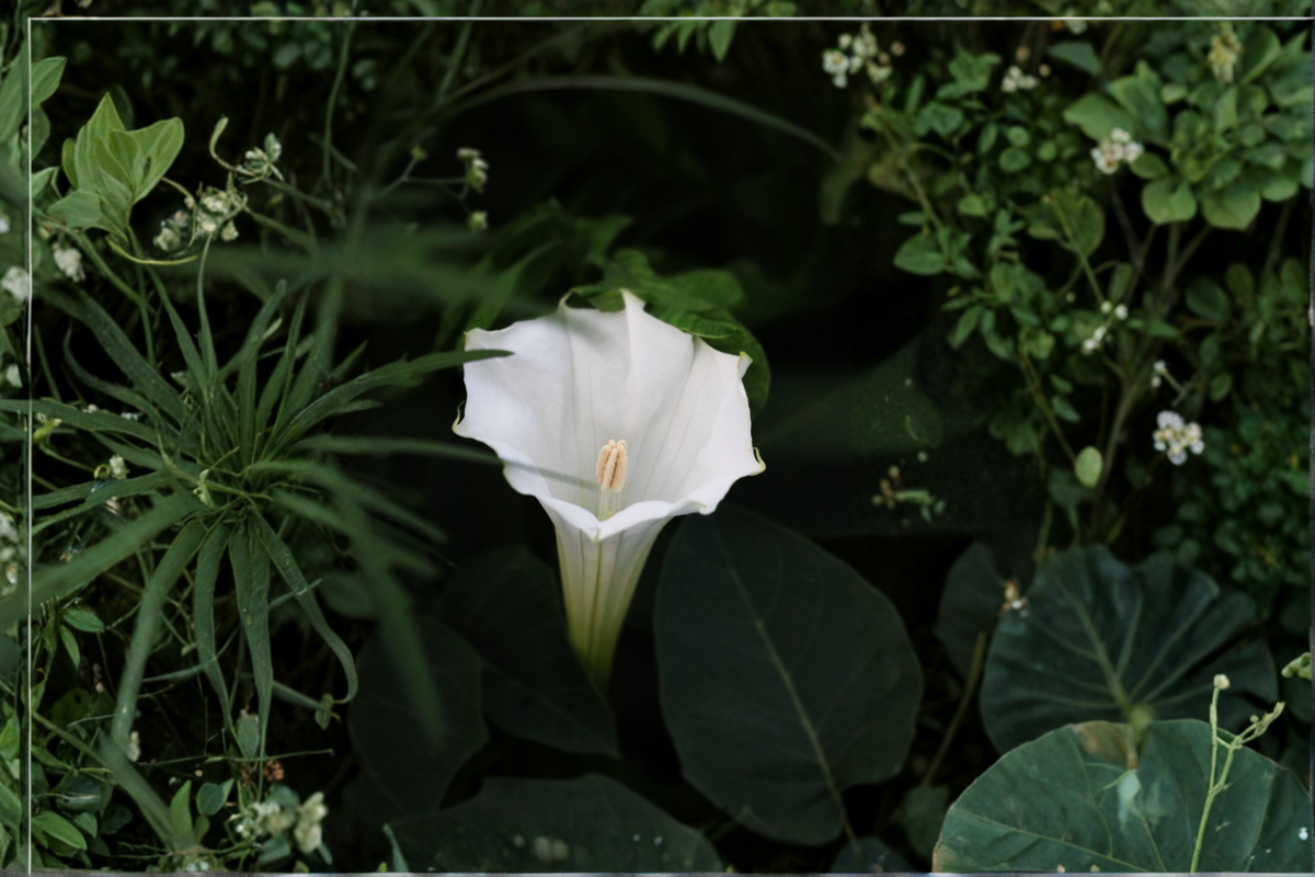 Angel Trumpet Brugmansia Single Pink - 3 Live Rooted Plants in Pots