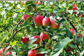 Anna Apple Tree - Self-Pollinating Malus domestica 'Anna' - 4 ft Ready-to-Plant Tree