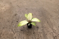 Philodendron Snowdrift – Rooted 4 Inch Variegated Tropical Houseplant