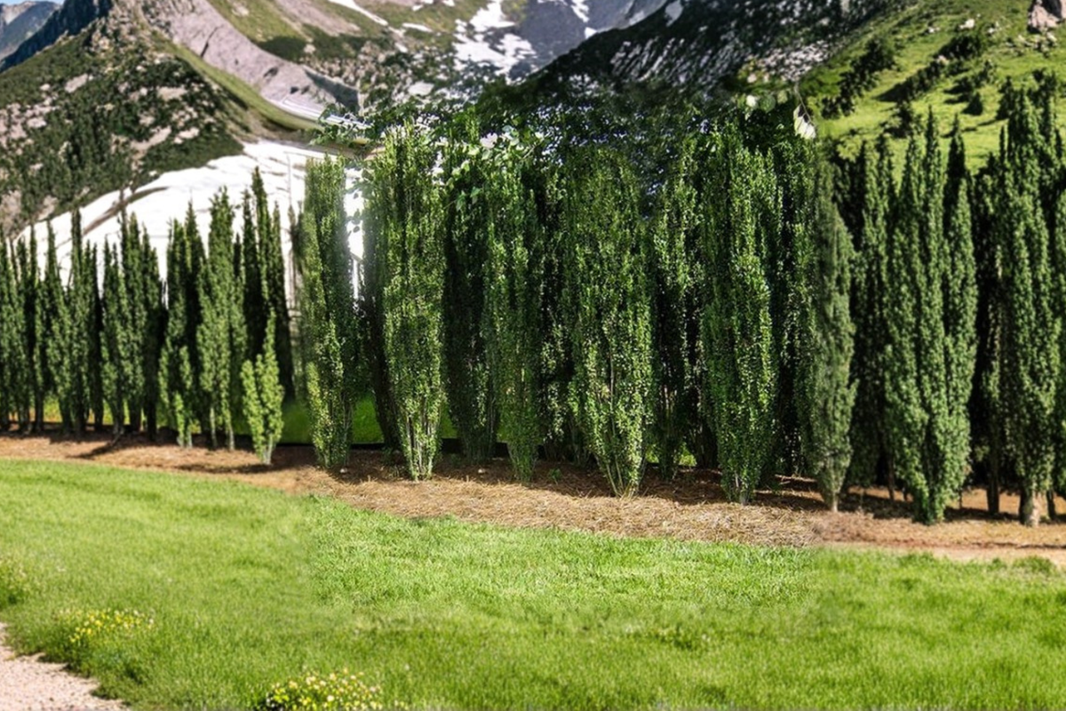 Sky Pencil Japanese Holly (Ilex crenata ‘Sky Pencil’) 3-Gallon Live Plant – Upright Evergreen Shrub