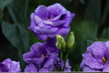 Purple Queen Rose Seeds - 30 Fresh Seeds for Cottage Gardens, Full Sun, Well-Draining Soil