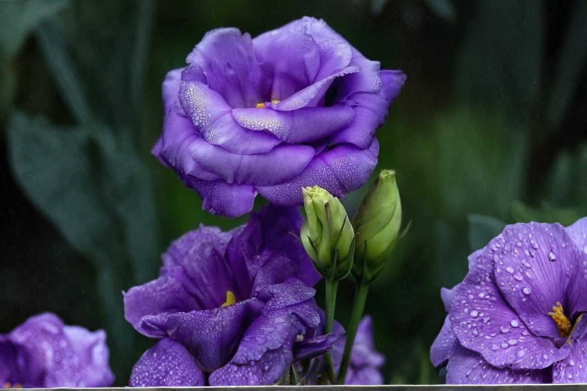 Purple Queen Rose Seeds - 30 Fresh Seeds for Cottage Gardens, Full Sun, Well-Draining Soil