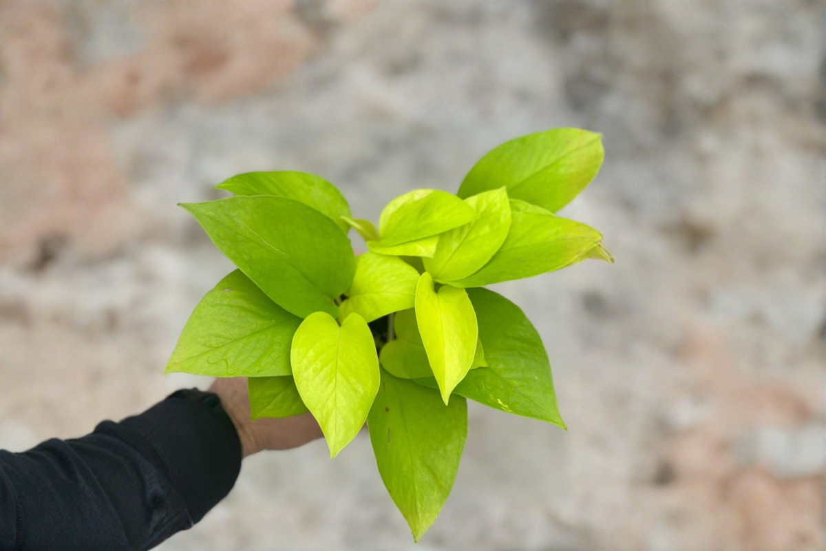 Neon Pothos Live Plant Cutting in 3-Inch Pot | Epipremnum aureum ‘Neon’