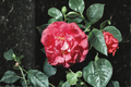 Japanese Camellia Tomorrow - 3 Gallon Live Plant, Camellia japonica Red & White Evergreen Shrub