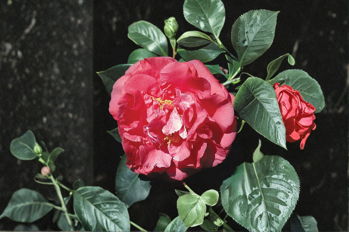 Japanese Camellia Tomorrow - 3 Gallon Live Plant, Camellia japonica Red & White Evergreen Shrub