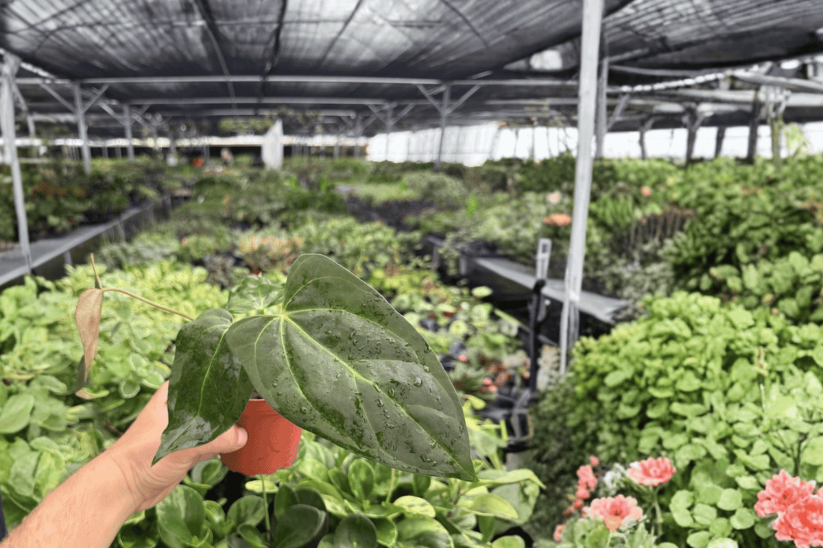 Anthurium Black Sweet x Portillae – 2 Live Plants in 4-Inch Pots (Exact Plants)