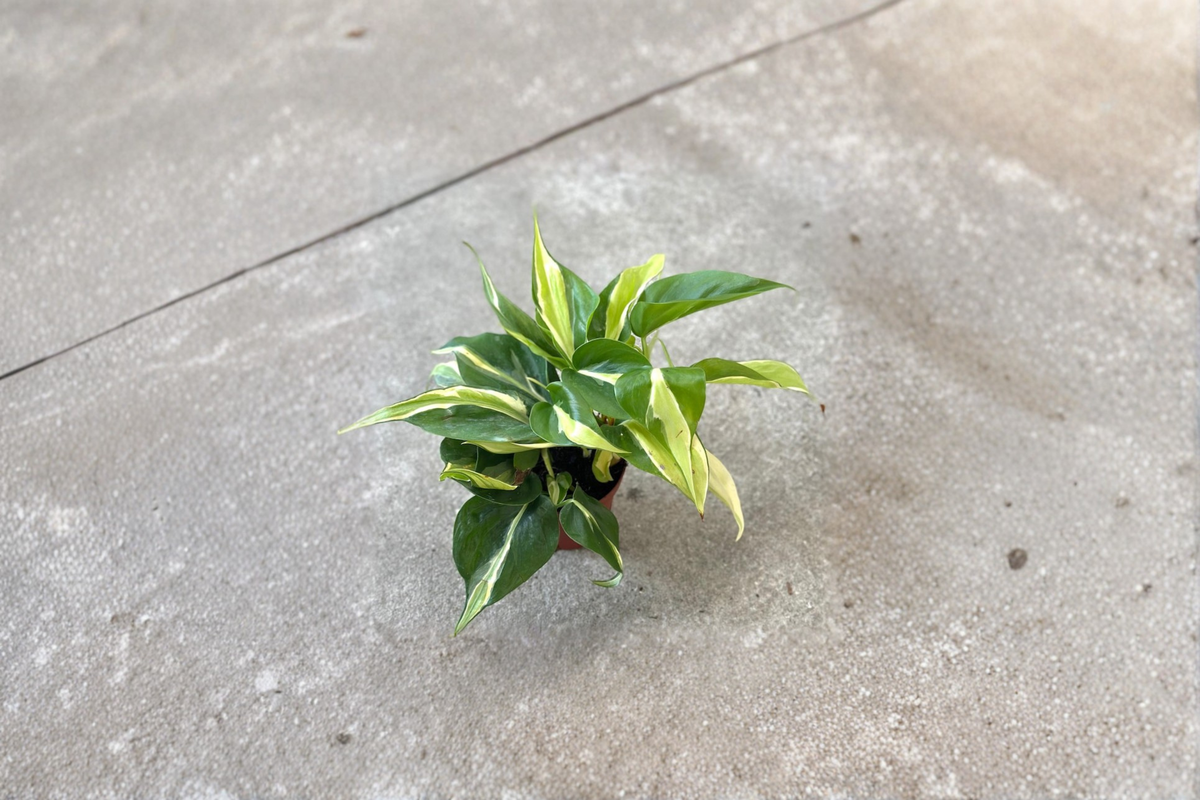 Philodendron Rio Starter Cutting | Variegated Heartleaf Philodendron