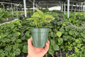 Moon Valley Pilea – 2 Exact Live Plants in 4-Inch Pots | Pilea mollis