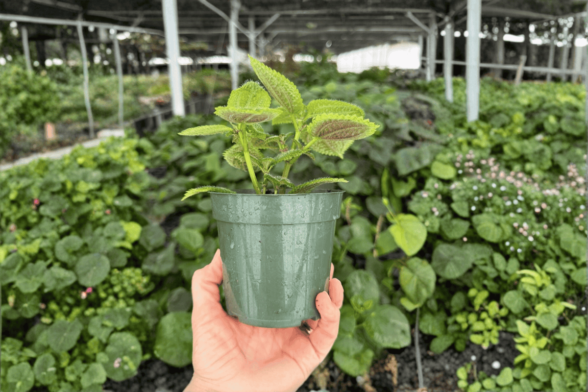 Moon Valley Pilea – 2 Exact Live Plants in 4-Inch Pots | Pilea mollis